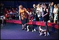 кобели класс победителей (3).jpg