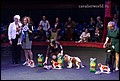 кобели класс промежуточный (11).jpg