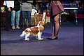 кобели класс промежуточный (2).jpg
