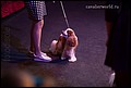 кобели класс промежуточный (6).jpg