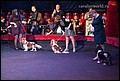 кобели класс промежуточный (8).jpg