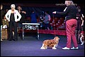 кобели класс чемпионов (11).jpg