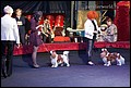 кобели класс чемпионов (12).jpg