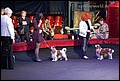 кобели класс чемпионов (13).jpg