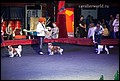 кобели класс чемпионов (15).jpg