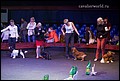 кобели класс чемпионов (16).jpg