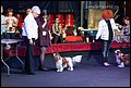 кобели класс чемпионов (17).jpg