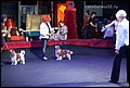 кобели класс чемпионов (19).jpg