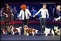 кобели класс чемпионов (21).jpg