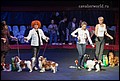 кобели класс чемпионов (22).jpg
