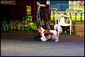 кобели класс чемпионов (32).jpg