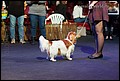 кобели класс чемпионов (33).jpg