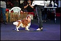 кобели класс чемпионов (37).jpg