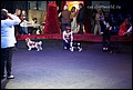 кобели класс щенки (16).jpg