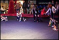 кобели класс щенки (17).jpg