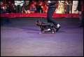 кобели класс щенки (9).jpg