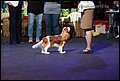 кобели класс юниоров (17).jpg