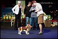 кобели класс юниоров (20).jpg