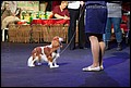кобели класс юниоров (23).jpg