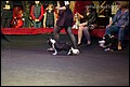 кобели класс юниоров (3).jpg