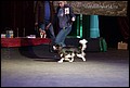 кобели класс юниоров (7).jpg