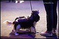 конкурс пар (7).jpg