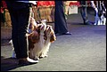 конкурс пар (8).jpg