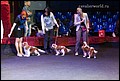 конкурс питомников (2).jpg