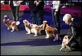 конкурс питомников (4).jpg