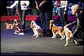 конкурс питомников (5).jpg