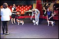 суки класс беби (1).jpg
