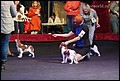 суки класс беби (4).jpg
