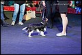 суки класс открытый (14).jpg