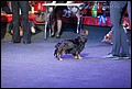 суки класс открытый (3).jpg