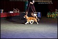 суки класс открытый (5).jpg