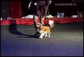 суки класс открытый (6).jpg
