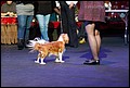 суки класс открытый (7).jpg