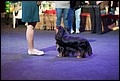 суки класс промежуточный (19).jpg
