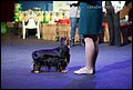 суки класс промежуточный (20).jpg