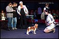 суки класс промежуточный (5).jpg