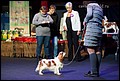 суки класс промежуточный (8).jpg