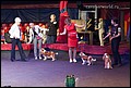 суки класс чемпионов НКП (2).jpg