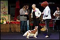 суки класс чемпионов (2).jpg