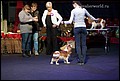 суки класс чемпионов (3).jpg