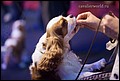 суки класс чемпионов (4).jpg
