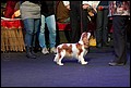 суки класс чемпионов (5).jpg