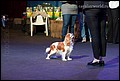 суки класс чемпионов (9).jpg