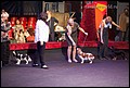 суки класс щенков (19).jpg