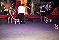 суки класс щенков (20).jpg
