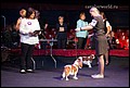 суки класс щенков (6).jpg
